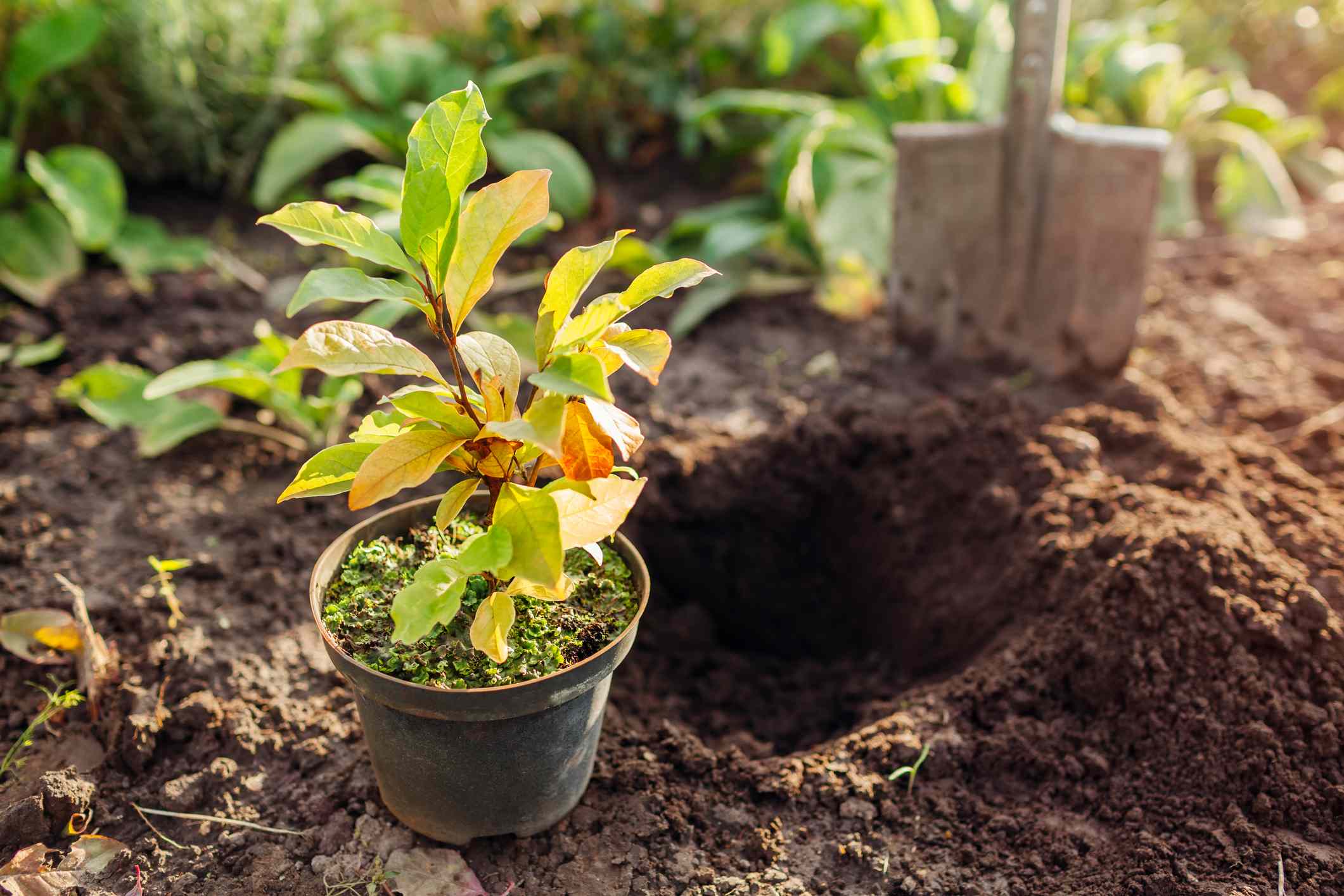We asked gardening pros if fall or spring is better for perennials—here ...