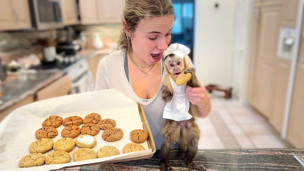 What happened when a baby monkey joined the kitchen?