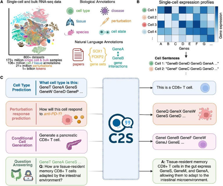 A Flaw at Last? AI Just Detected Something in Cancer Cells That Doctors ...