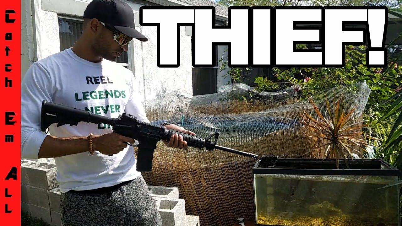 Thief Hurt My Pets While Trying To Steal My Fish!