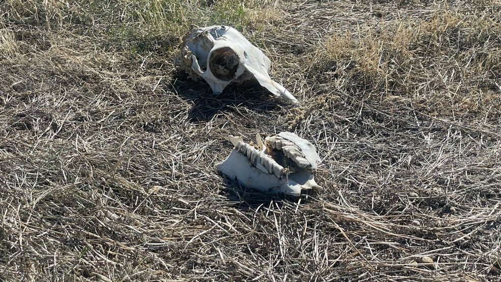 Fresno County investigates illegal dumping of about 100 sheep carcasses ...