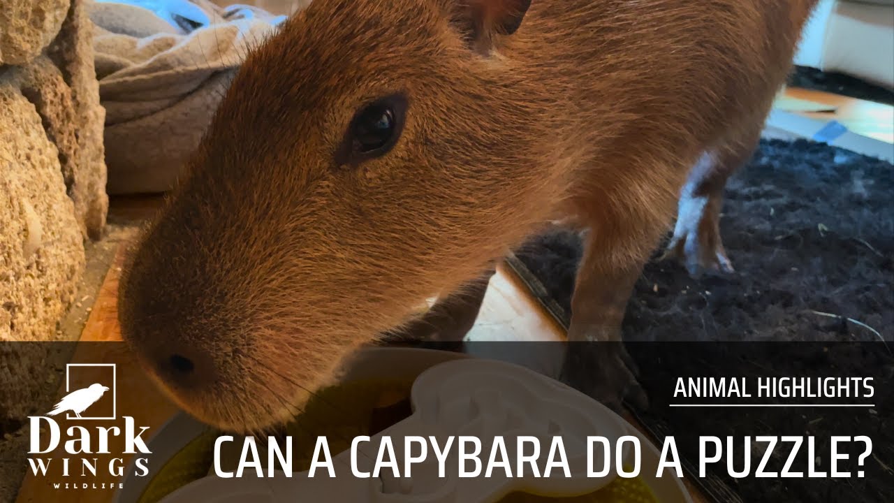 Testing a Puzzle Feeder on Our Capybara – So Smart and Adorable!