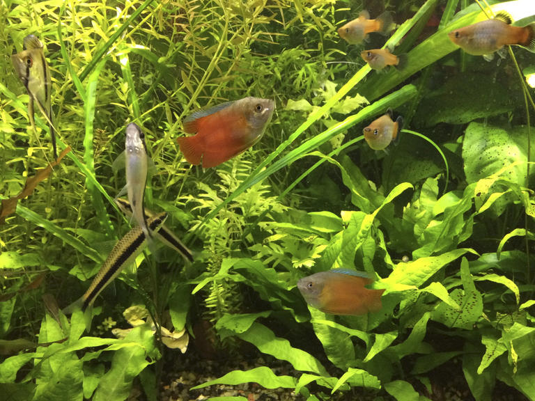 Tips For Choosing The Right Fish For Your Tank