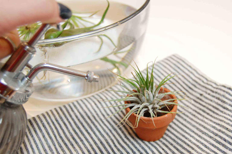 Misting Your Plants Might Be a Mistake—Here’s What Gardeners Want You ...