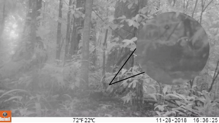 Cameras set for leopards spark ‘rediscovery' of other creature at ...