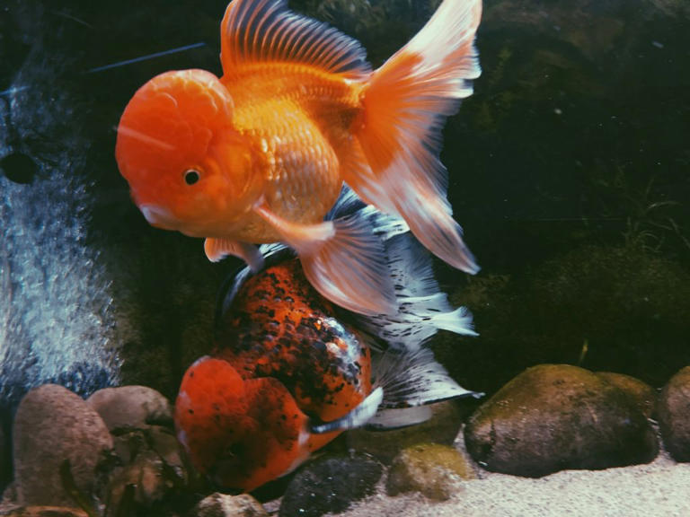 Tips For Choosing The Right Fish For Your Tank
