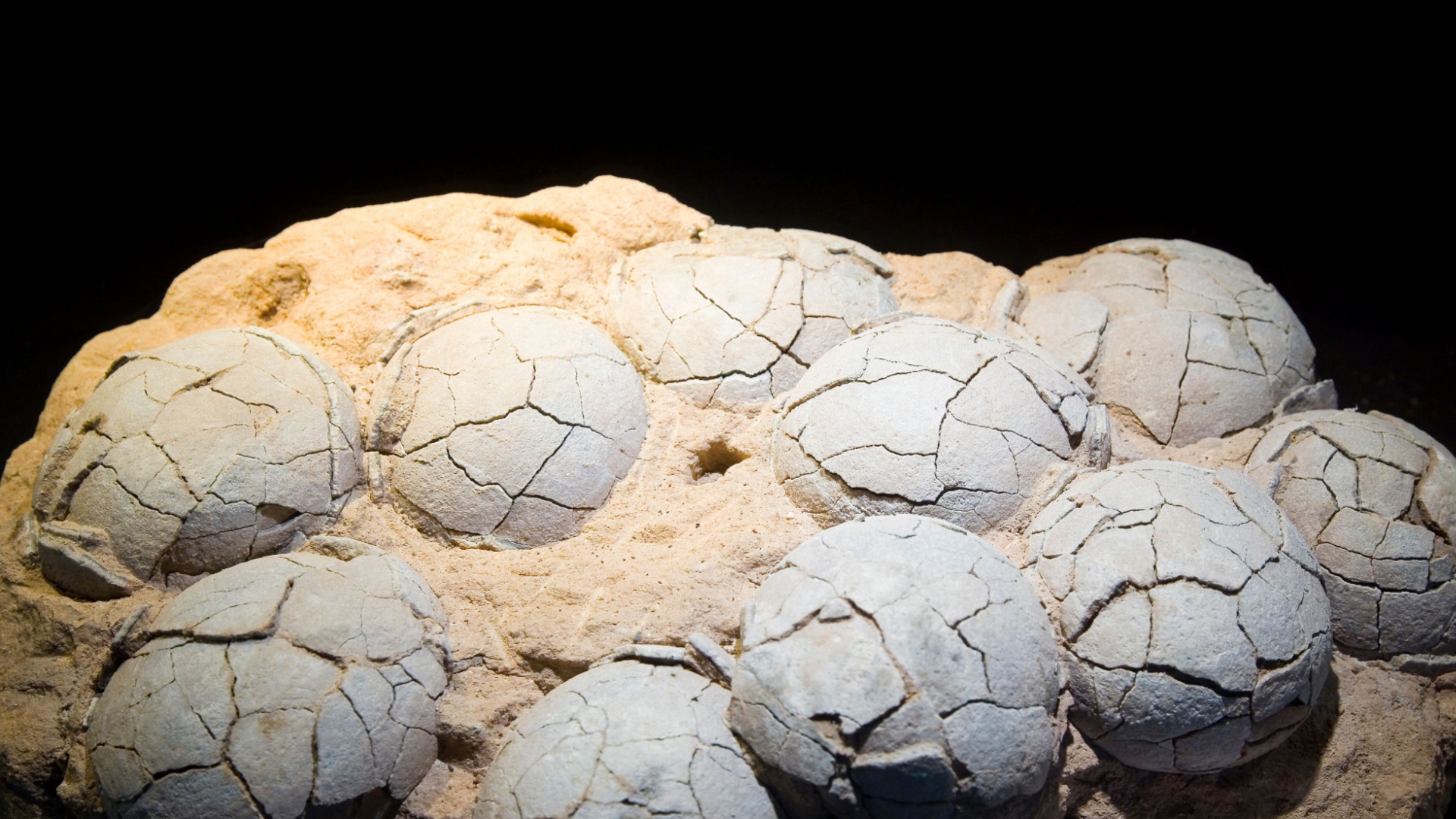 scientists-find-70-million-year-old-dinosaur-egg-in-perfect-condition