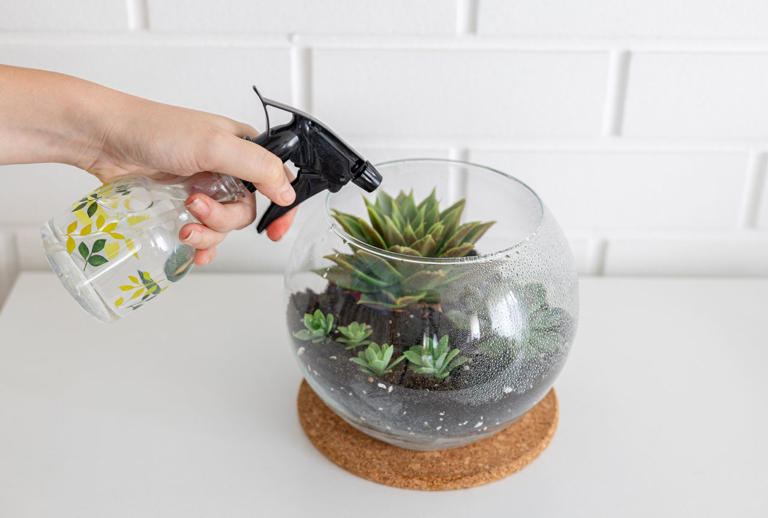 Misting Your Plants Might Be a Mistake—Here’s What Gardeners Want You ...