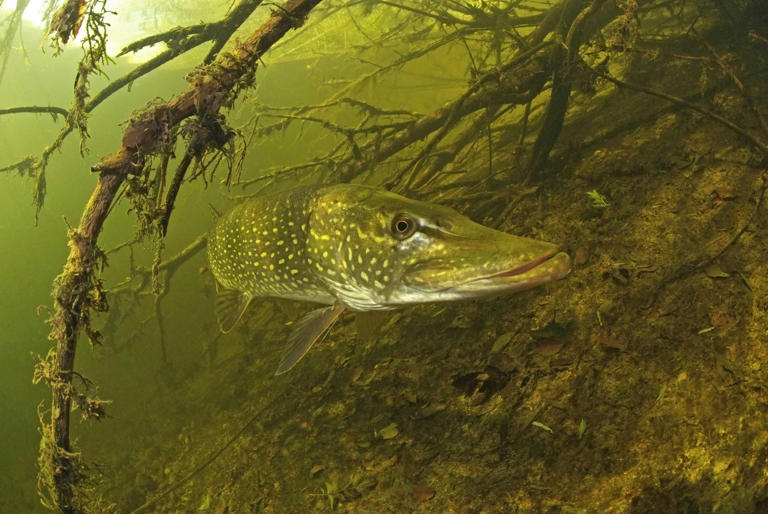 10 Tips to help you catch bigger pike