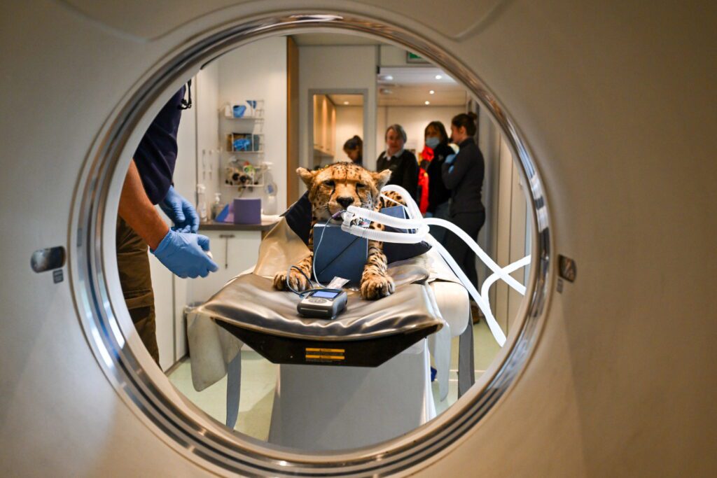 Amazing video shows big cats undergoing medical scans