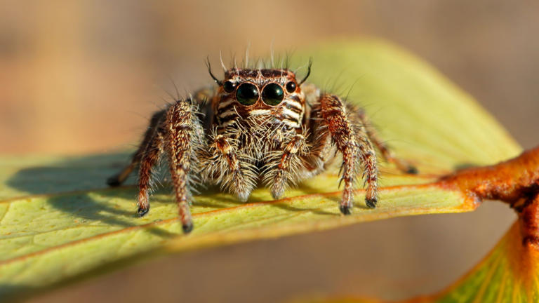 These Jumping Spiders Are Built Like Miniature Catapults