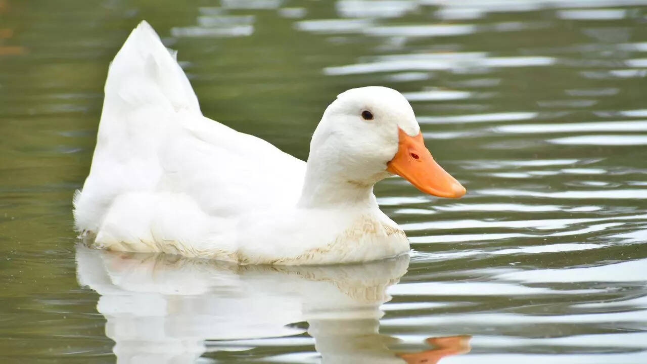 6 birds that look like ducks but aren’t: How to identify the ...