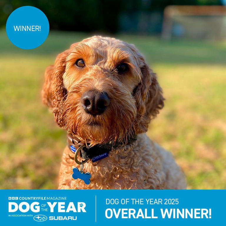 Church of England Hospital chaplain's delight as therapy dog Alfie wins ...
