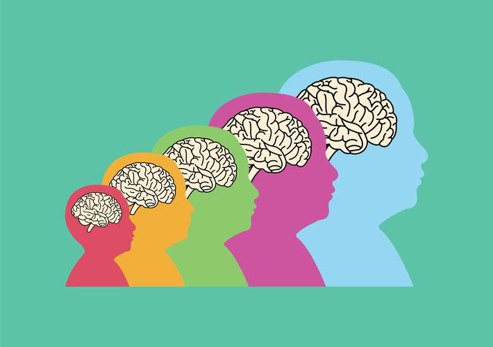 A capacidade de mudança é uma marca do cérebro em todas as fases da vida Foto: JK2507/Adobe Stock