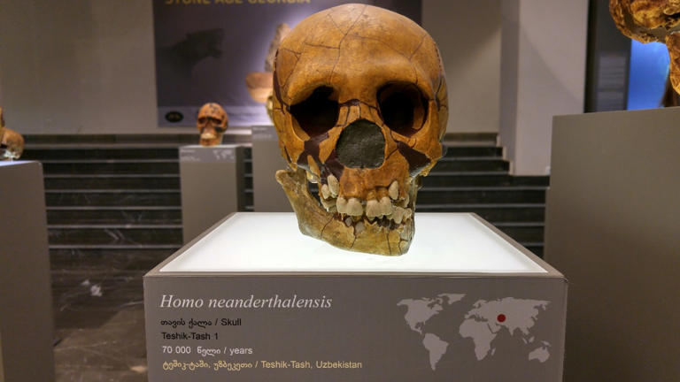 Lead poisoning gave humans an edge over Neanderthals