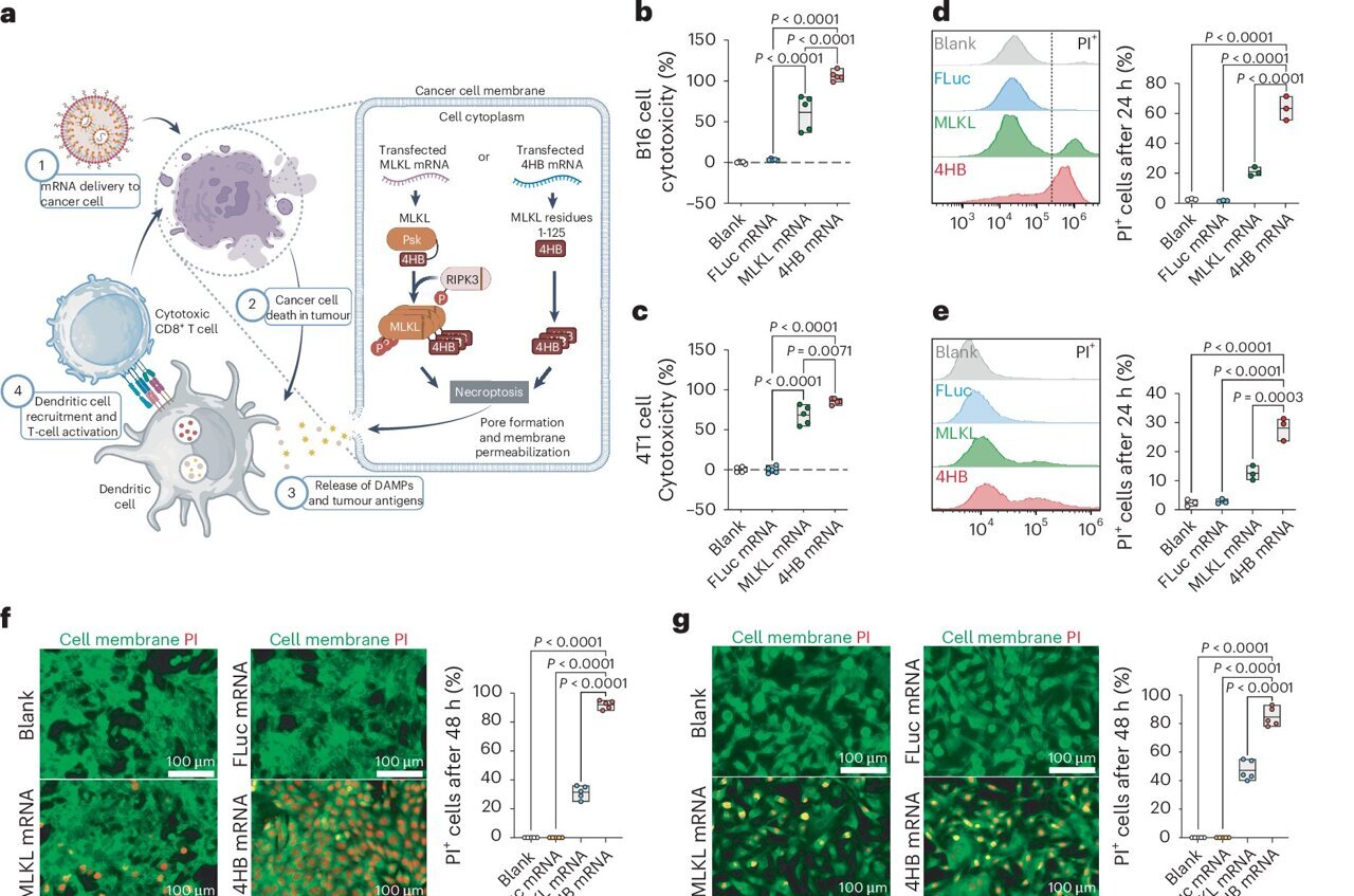 Customizable nanomedicine platform shows promise for advancing ...