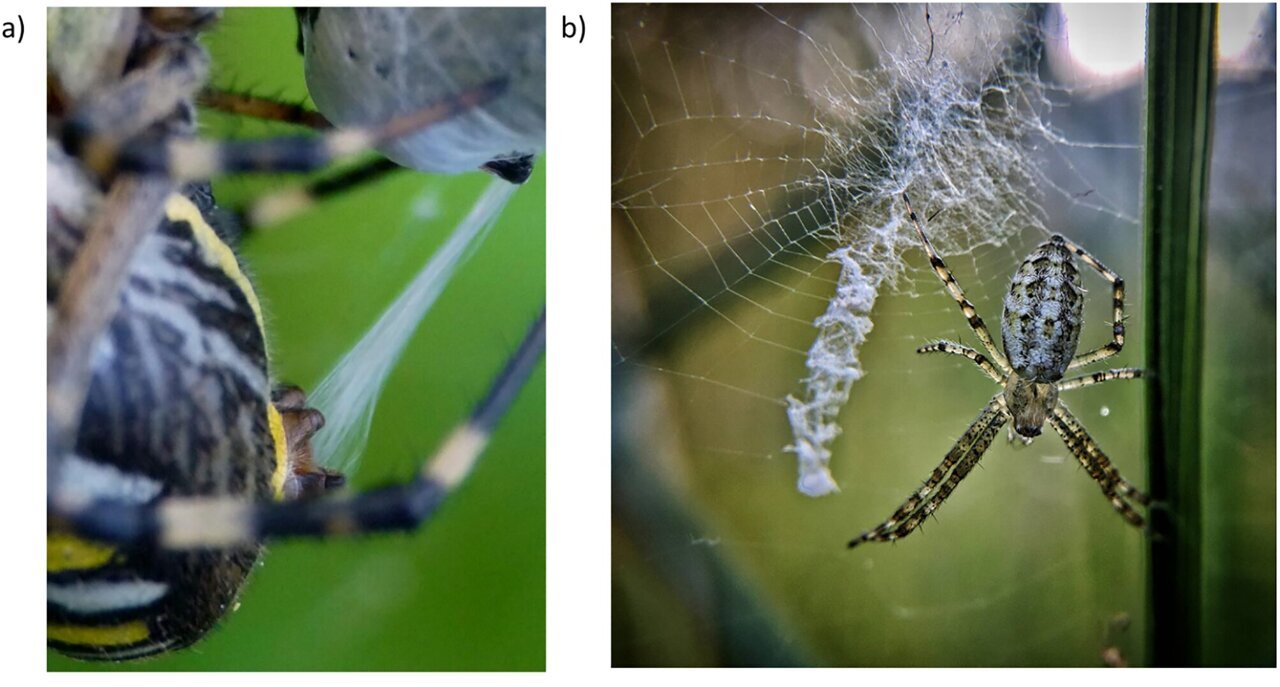 Spider web 'decorations' may help pinpoint location of captured prey