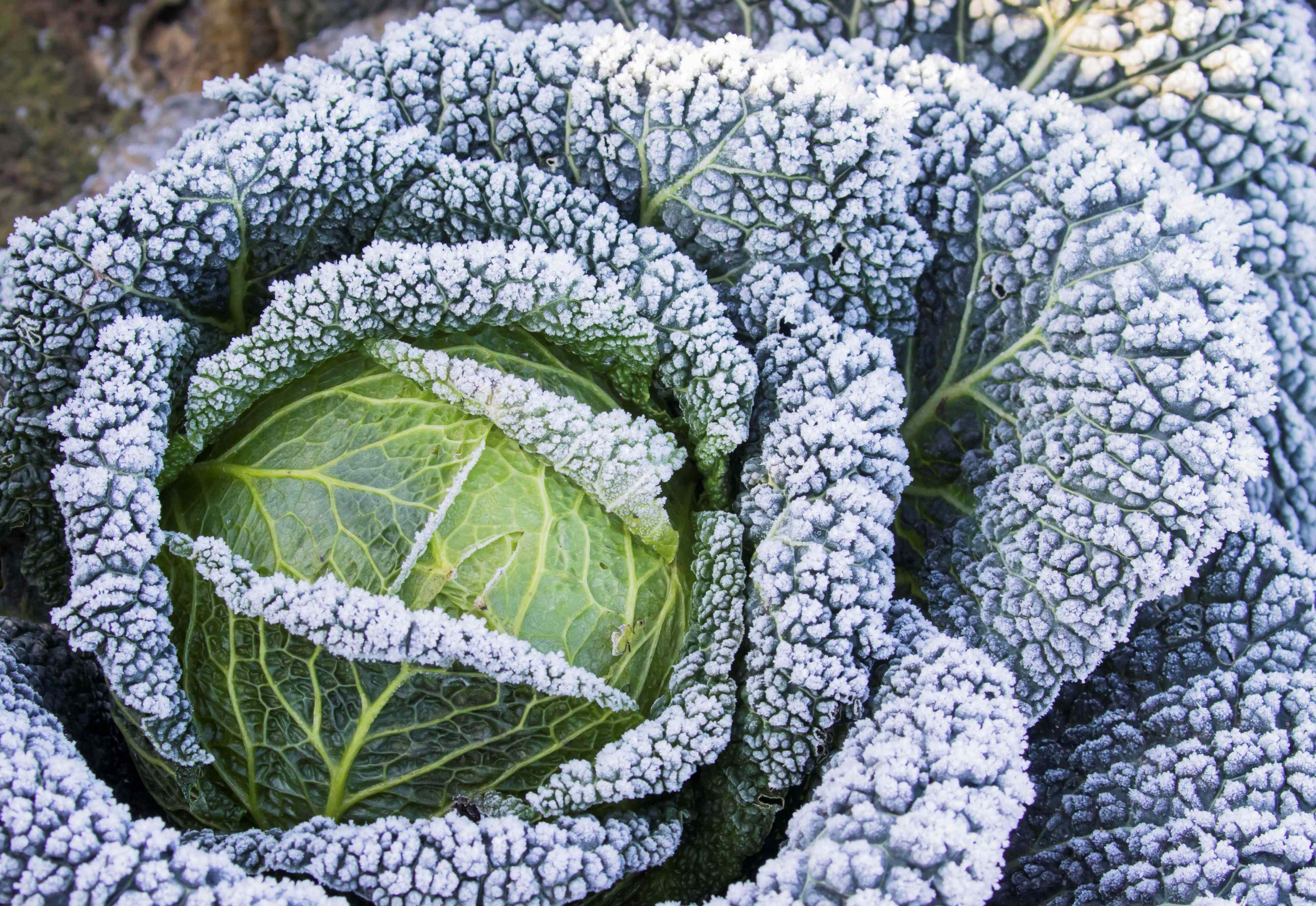 Wait Until After a Frost to Harvest These Vegetables in Fall—Here’s Why