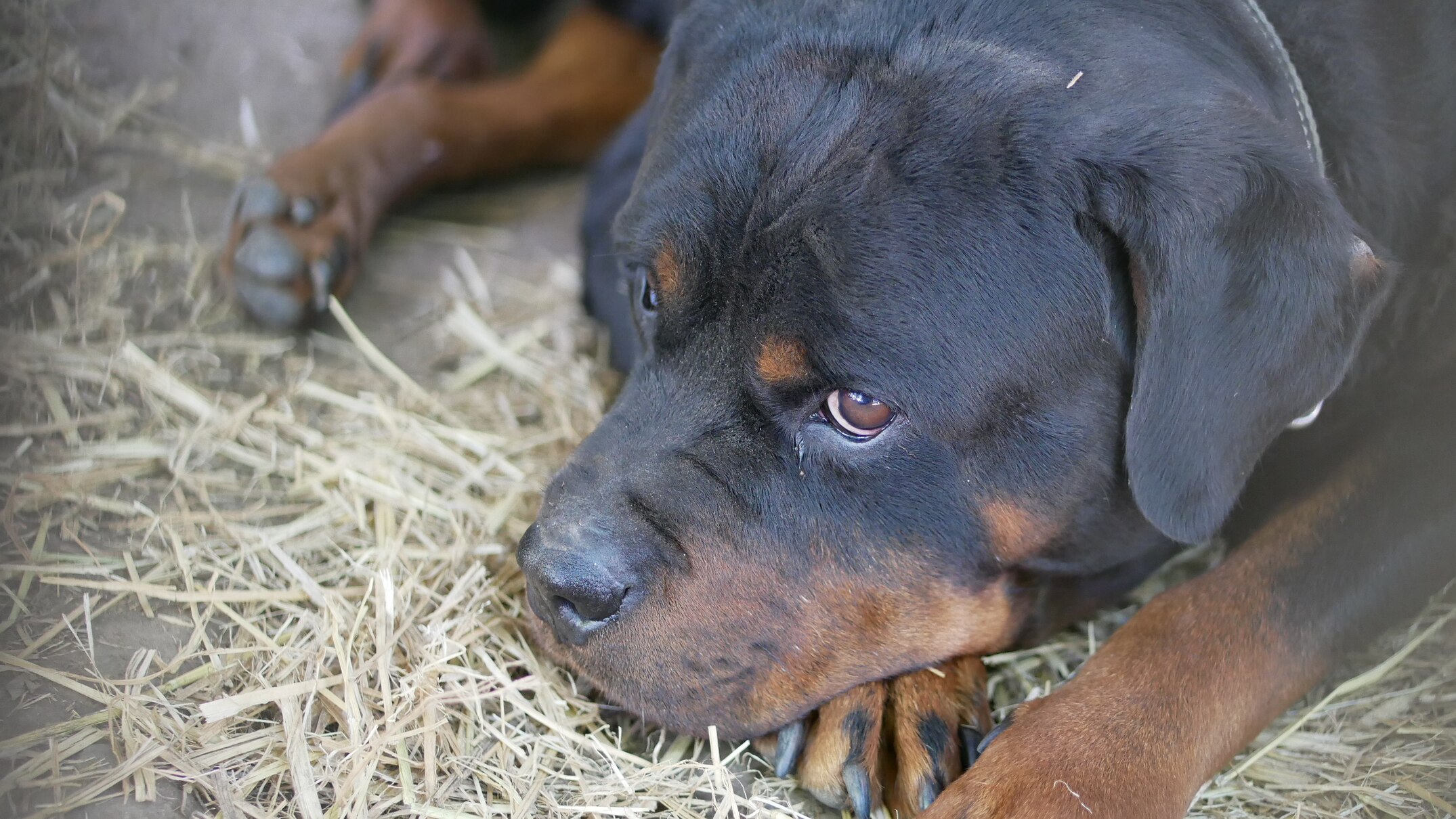 NSW animal shelter under pressure over number of abandoned Rottweilers