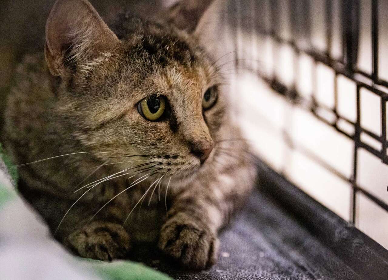 It's National Cat Day! Here's where to adopt a cat in Austin