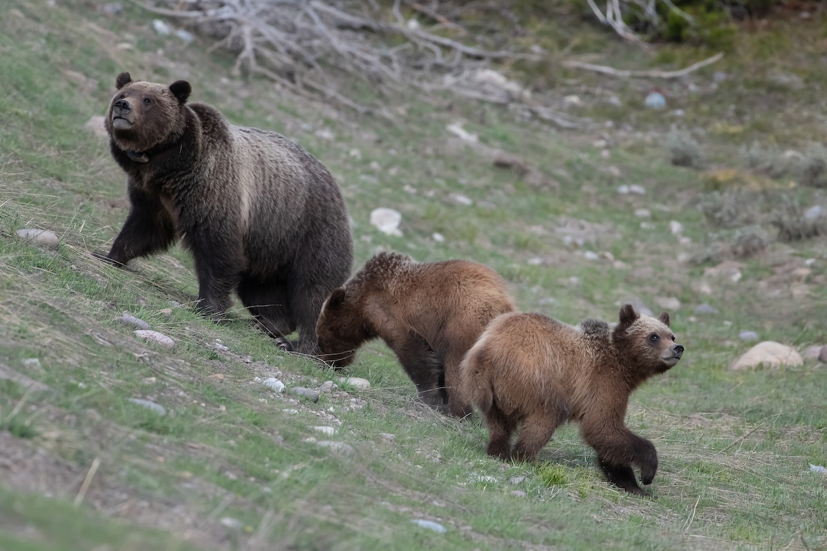 Don #39 t Mess With Mama Bear: Sow Fights Hard to Defend Her Cubs