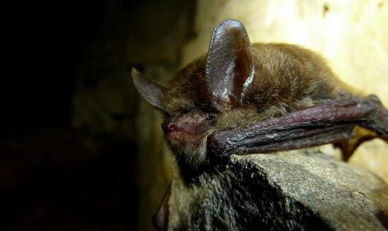 Learn about Iowa bats during international Bat Week