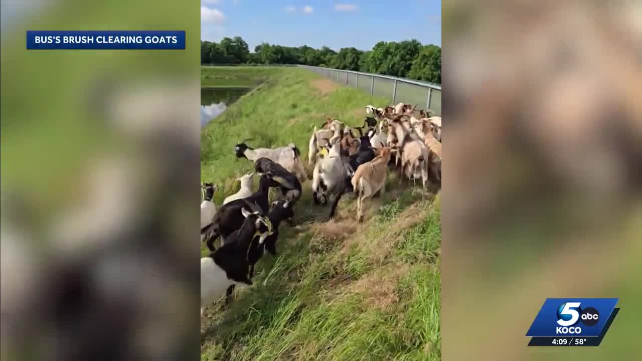 Oklahoma considers goats to tackle invasive red cedar problem