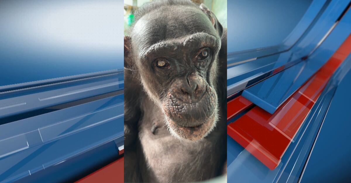 Manhattan’s Sunset Zoo mourns loss of oldest female chimpanzee in human ...