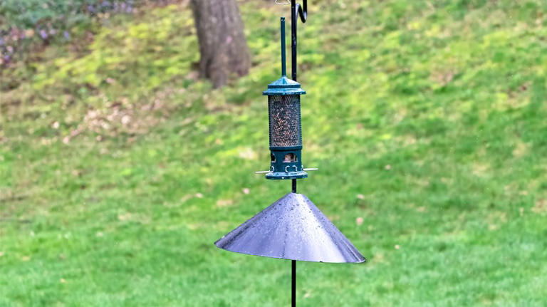 A Must-Try Trick For Keeping Rats Away From Your Bird Feeder
