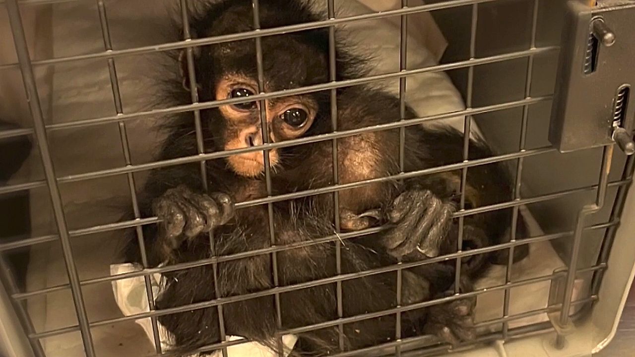インフルエンサーが愛玩、絶滅危惧種「クモザル」密猟の実態