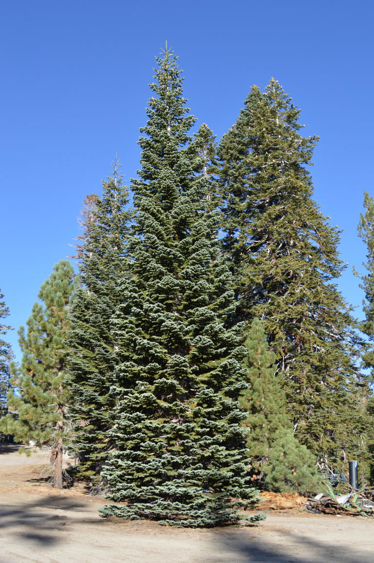 For first time, the Capitol Christmas tree is from Nevada. Where to see it