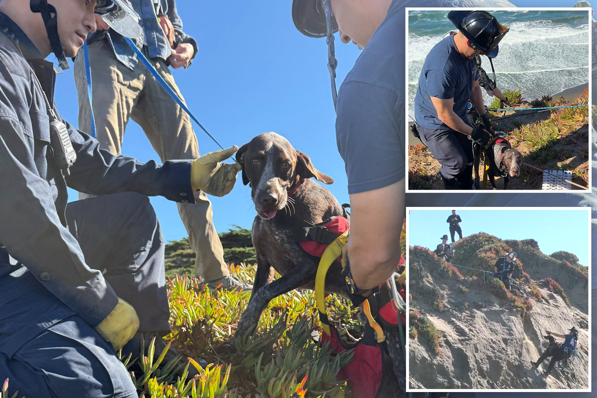 Dog miraculously rescued after falling 40 feet over edge of seaside ...