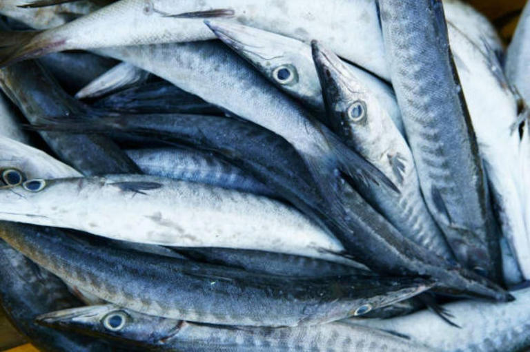 7 Ikan yang Mengandung Merkuri Tinggi, Sering Dimakan Tanpa Disadari!