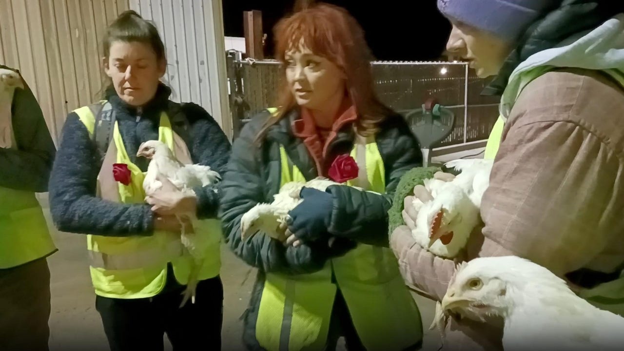 Animal rights activist convicted for stealing four chickens, faces five ...