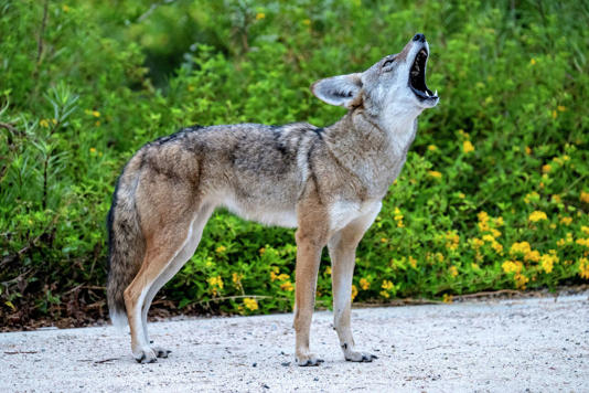 DeSoto residents slammed the city's decision to use sharpshooters during an early-morning removal operation. (MediaNews Group/Orange County Re/MediaNews Group via Getty Images)
