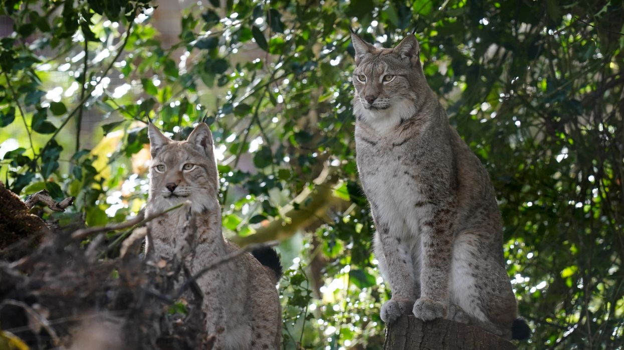 Lynx enclosure unveiled in ‘major milestone’ for reintroduction to ...