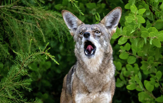 Coyotes have become a familiar sight in many Texas neighborhoods. A city's decision to use sharpshooters for coyote control drew sharp criticism this week. (MediaNews Group/Orange County Re/MediaNews Group via Getty Images)