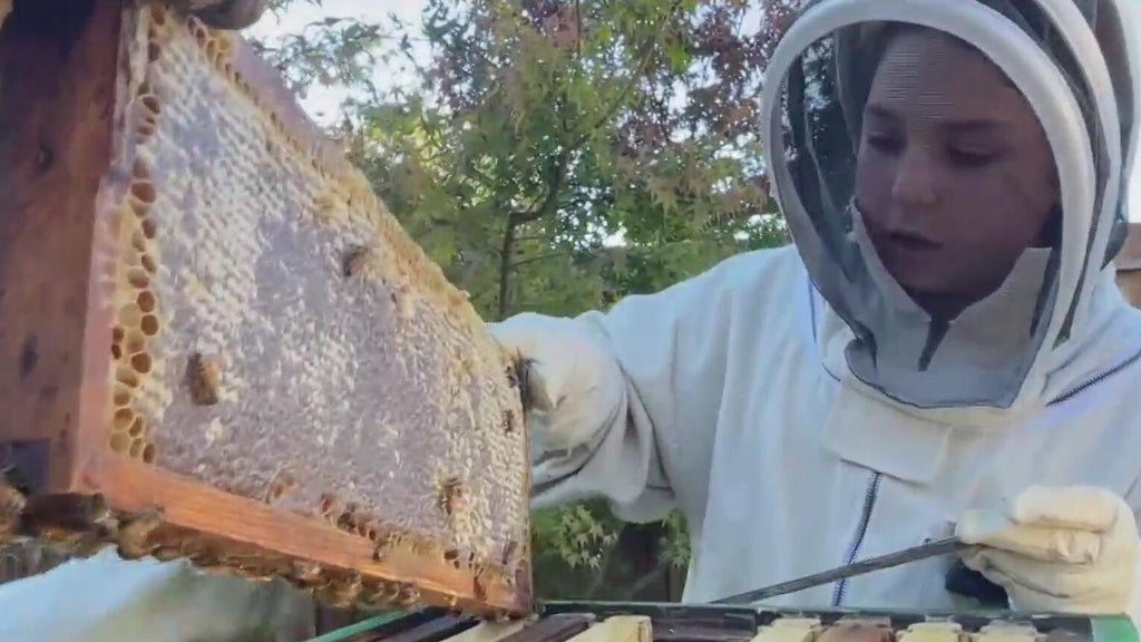 Santa Rosa orders boy beekeeper to remove hives; relents after negative ...