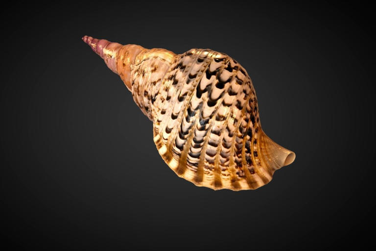 Best beaches in South Africa to collect seashells