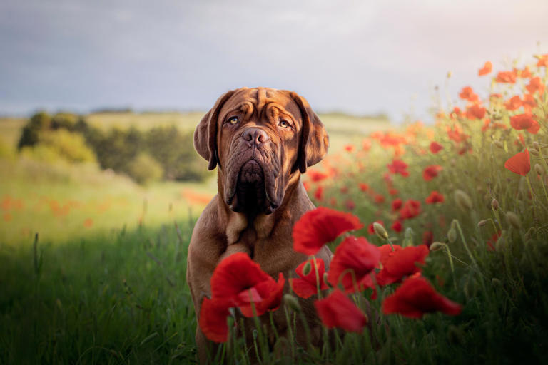 Le dogue de Bordeaux, le molosse le plus doux du monde