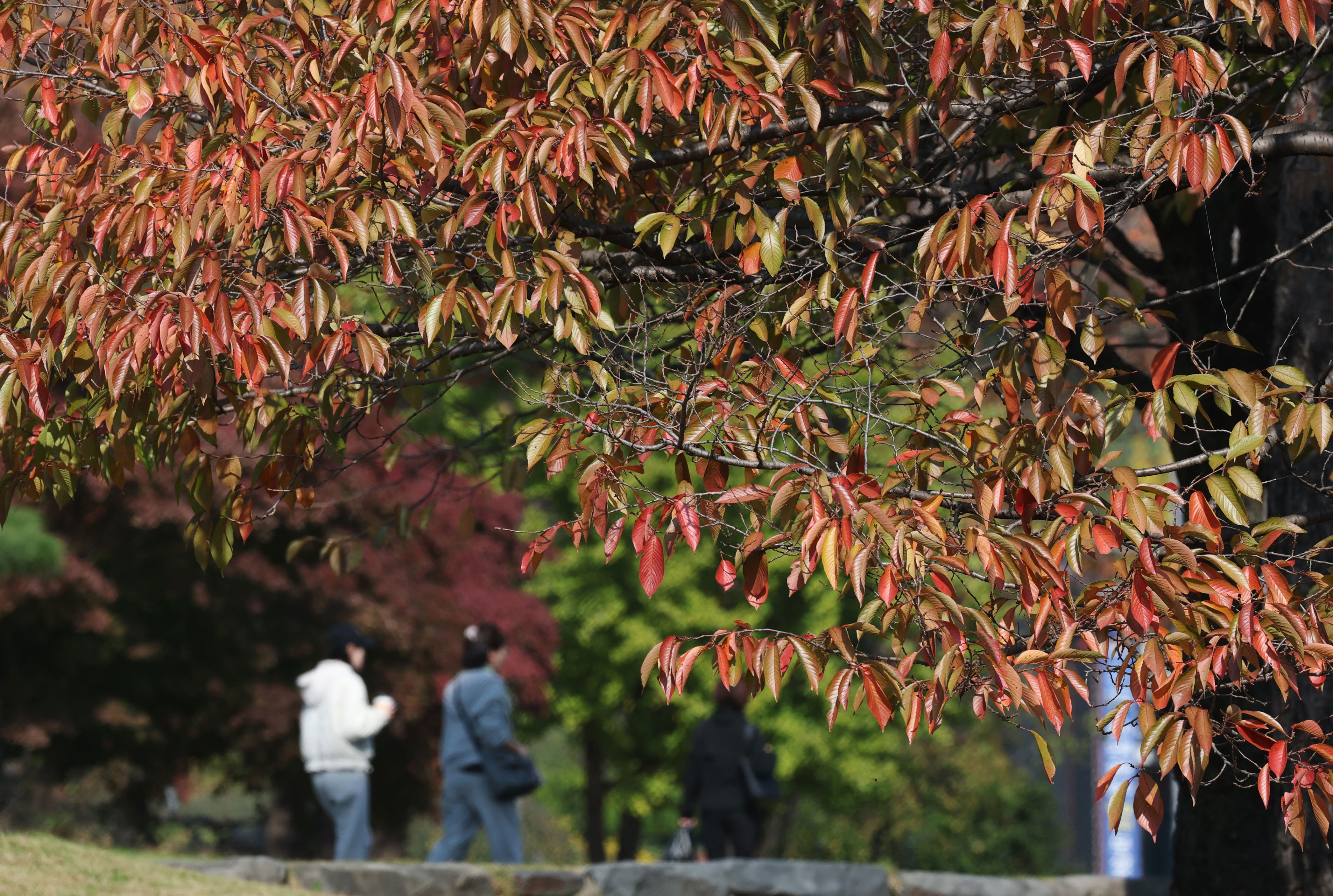Mild Weather Perfect for Autumn Foliage Until Saturday, Cold Returns Sunday