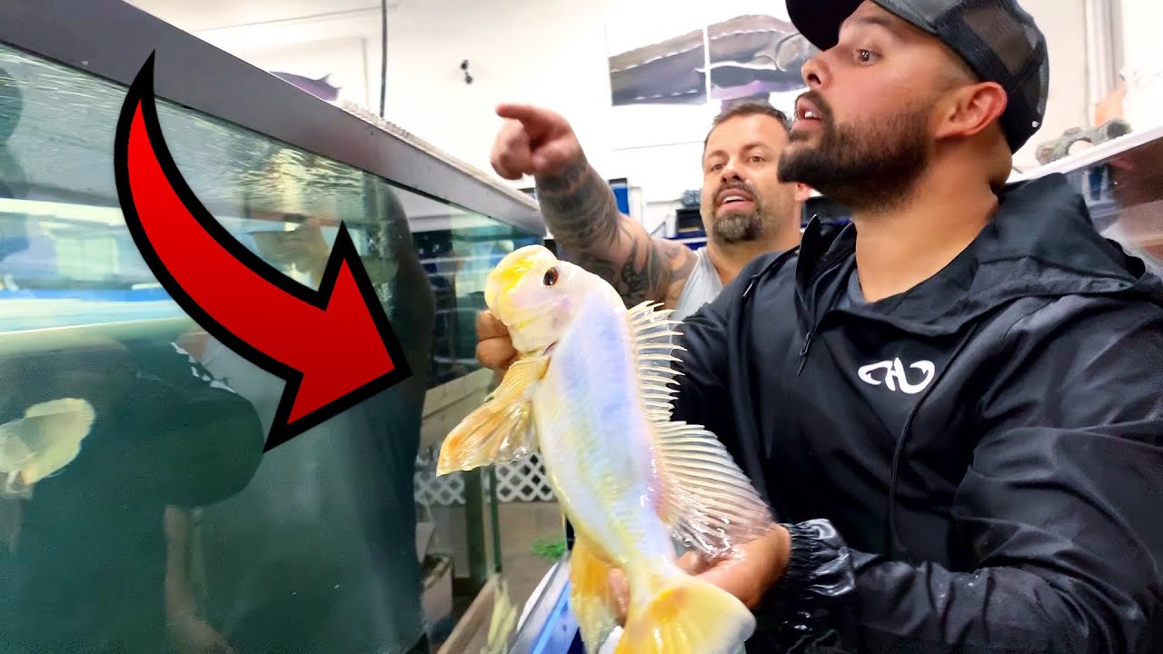 Rare exotic fish hits the auction block - unbelievable price revealed