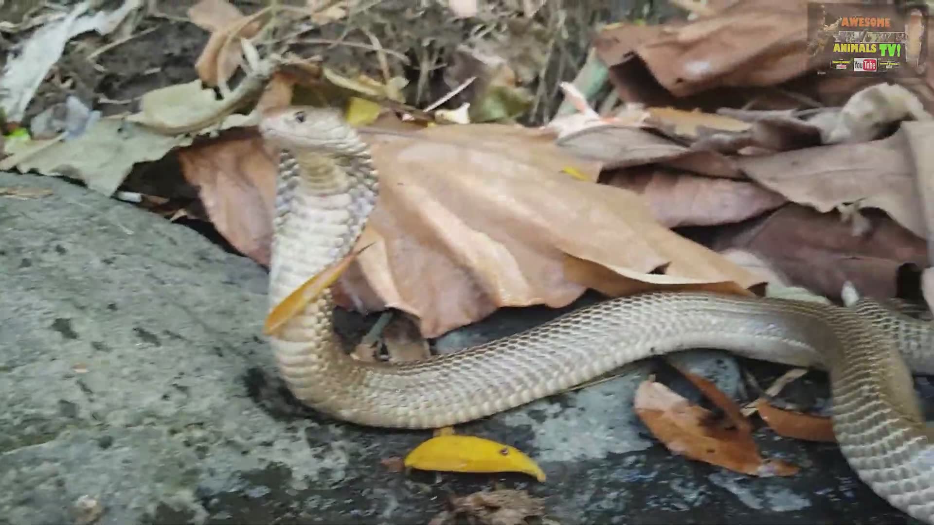 Snake man Corey Wild