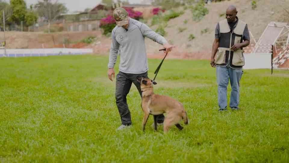 How to Keep Dogs Engaged During Training