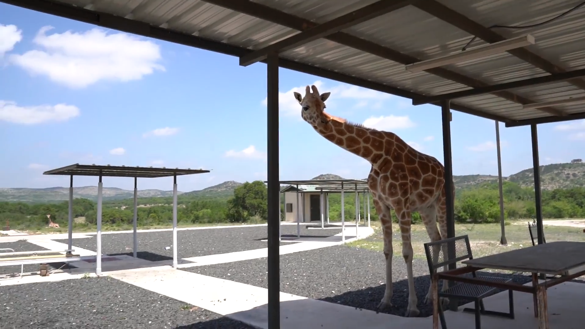 24 Hours Living at Ox Ranch With Wild Animals