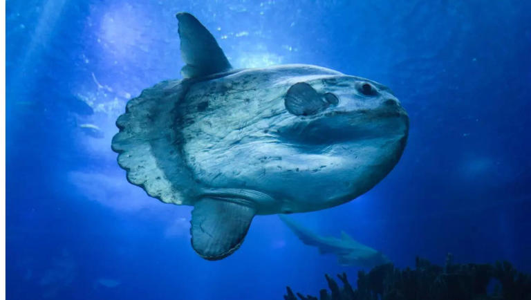 The sunfish mystery: Why this giant fish might not feel pain