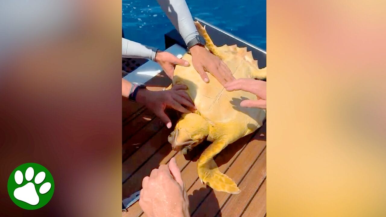 Boat crew pulls a turtle from the sea and saves her life