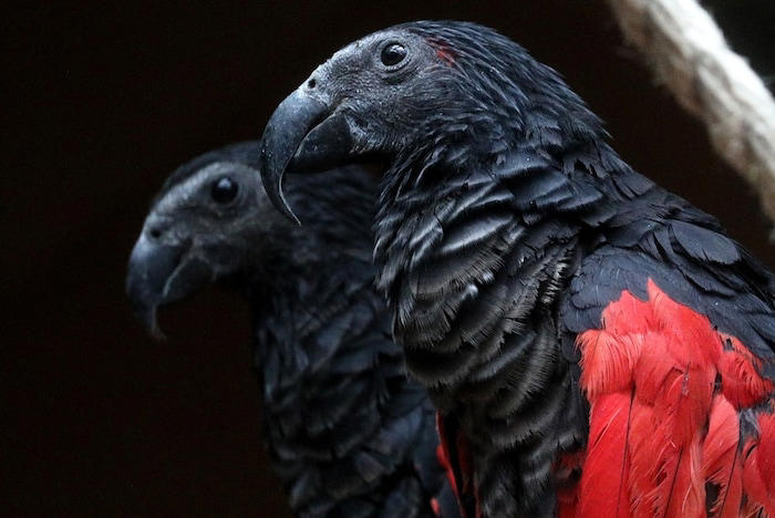 Do you know the coolest vampire animals?