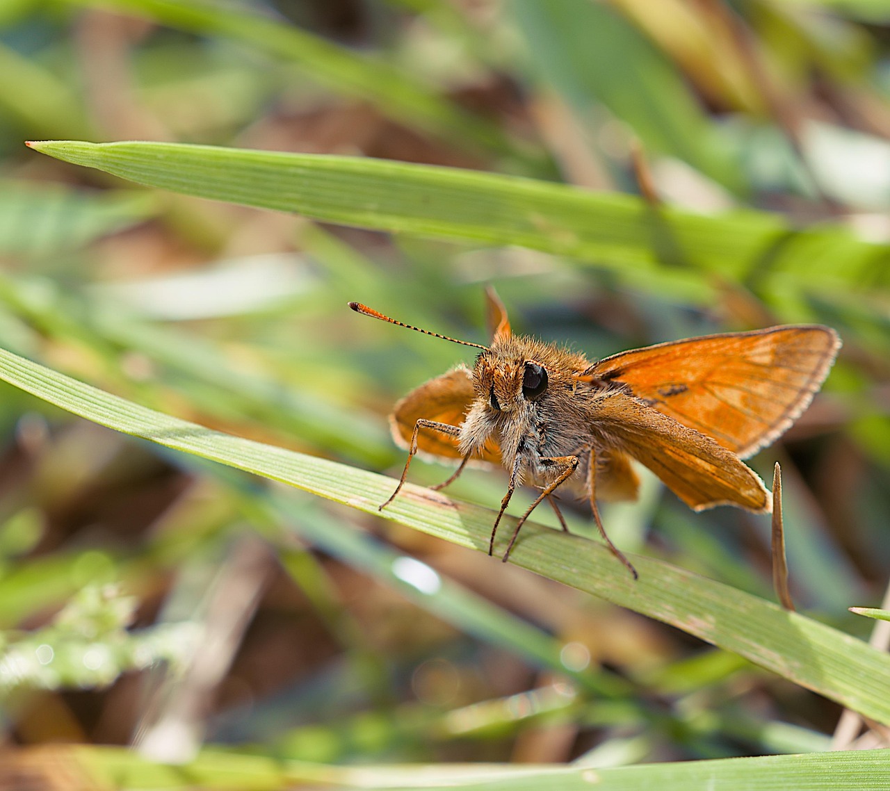 15 Wilderness Bugs & Micro Threats Hunters Ignore