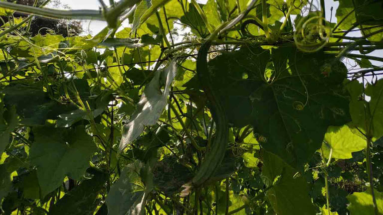 Vegetables | తగ్గిన కూరగాయల సాగు.. కార్తీక మాసంలో పెరిగిన ధరలు..?